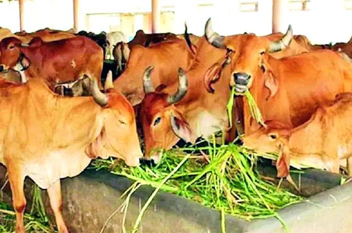 The number of cows and goats has decreased in the district | जिल्ह्यात गायी घटल्या, बकऱ्या वाढल्या The number of cows and goats has decreased in the district | जिल्ह्यात गायी घटल्या, बकऱ्या वाढल्या