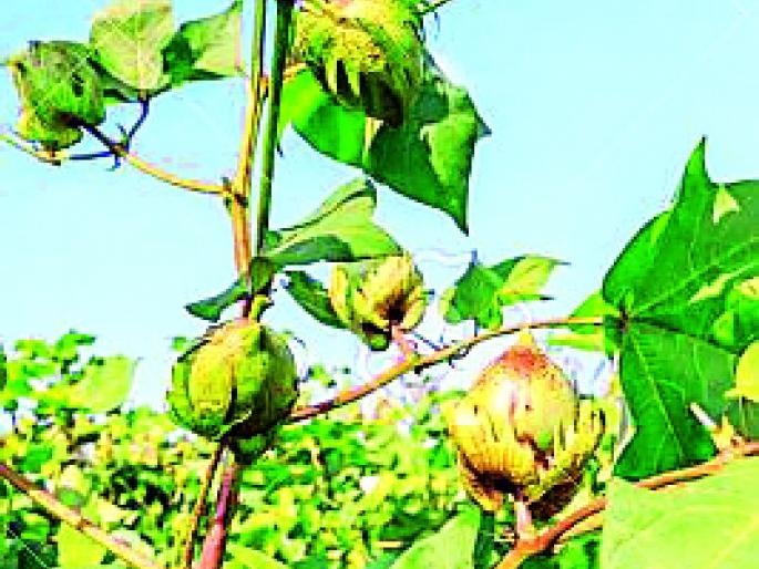Farmers in the district turned to cotton instead of soybeans | सोयाबीनऐवजी कापसाकडे वळला जिल्ह्यातील शेतकरी Farmers in the district turned to cotton instead of soybeans | सोयाबीनऐवजी कापसाकडे वळला जिल्ह्यातील शेतकरी