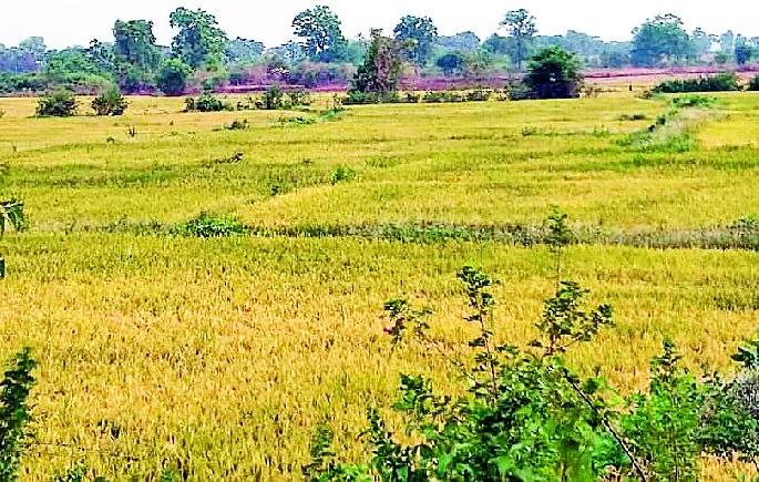 Phulval black rice cultivation in Sironchat | सिरोंचात फुलविली काळ्या तांदळाची शेती Phulval black rice cultivation in Sironchat | सिरोंचात फुलविली काळ्या तांदळाची शेती