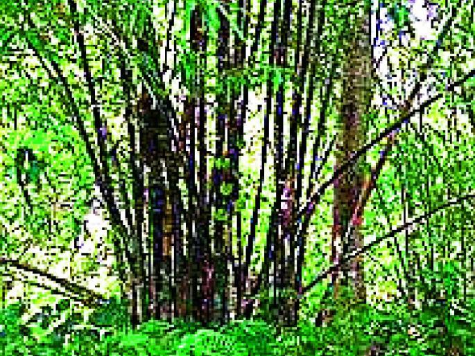 Villagers own 89 percent of the forest | ८९ टक्के जंगलावर गावकऱ्यांचे स्वामित्व Villagers own 89 percent of the forest | ८९ टक्के जंगलावर गावकऱ्यांचे स्वामित्व