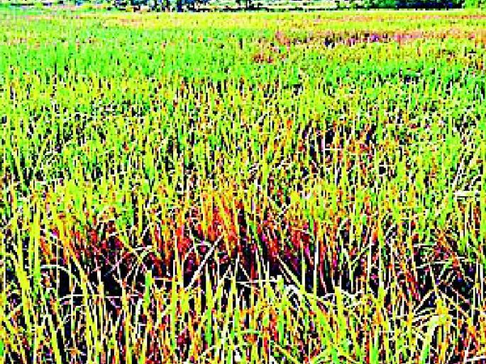 The second installment of Dada's help was reached | मावा-तुडतुड्याच्या मदतीचा दुसरा हप्ता पोहोचला The second installment of Dada's help was reached | मावा-तुडतुड्याच्या मदतीचा दुसरा हप्ता पोहोचला