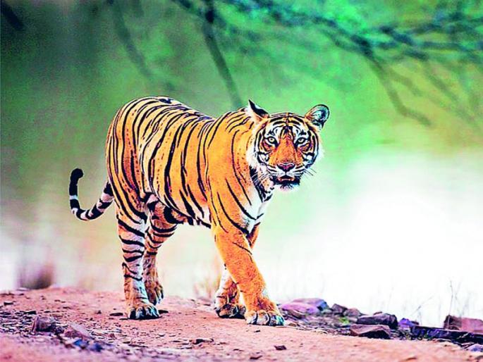 Will the entire district be engulfed in human-wildlife conflict? | मानव-वन्यजीव संघर्षात व्यापणार का संपूर्ण जिल्हा?