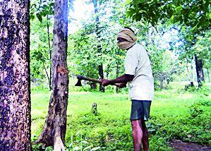 The most common slaughter of trees | वृक्षांची सर्रास कत्तल