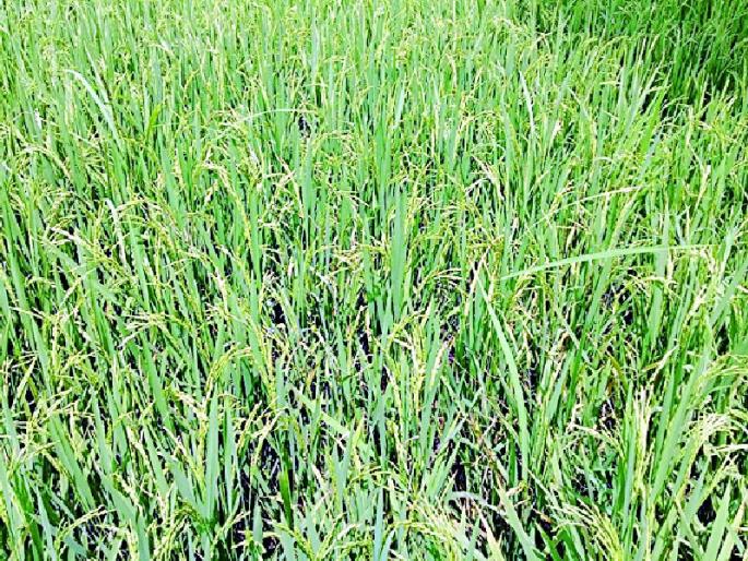 The production of rice will fall by 20 percent this year | धानाचे उत्पादन यंदा २० टक्क्यांनी घटणार The production of rice will fall by 20 percent this year | धानाचे उत्पादन यंदा २० टक्क्यांनी घटणार