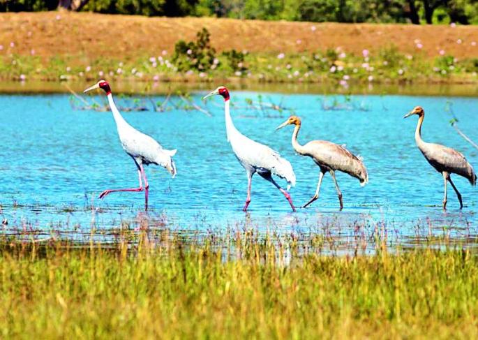 Increase in the number of storks in the district | जिल्ह्यात सारस पक्ष्यांच्या संख्येत वाढ Increase in the number of storks in the district | जिल्ह्यात सारस पक्ष्यांच्या संख्येत वाढ