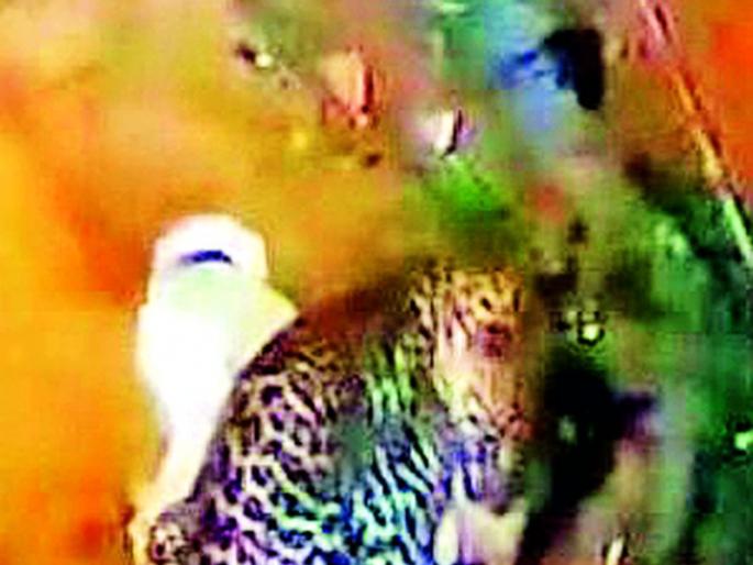 Wildlife attacks have increased, now infiltration is also taking place in the village | वन्यजीव हल्ले वाढले, आता गावातही होत आहे शिरकाव Wildlife attacks have increased, now infiltration is also taking place in the village | वन्यजीव हल्ले वाढले, आता गावातही होत आहे शिरकाव
