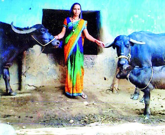 Dairy business 'flashes of life' | दुग्ध व्यवसायातून ‘पुष्पलता’ने सावरली जीवनाची वेल Dairy business 'flashes of life' | दुग्ध व्यवसायातून ‘पुष्पलता’ने सावरली जीवनाची वेल