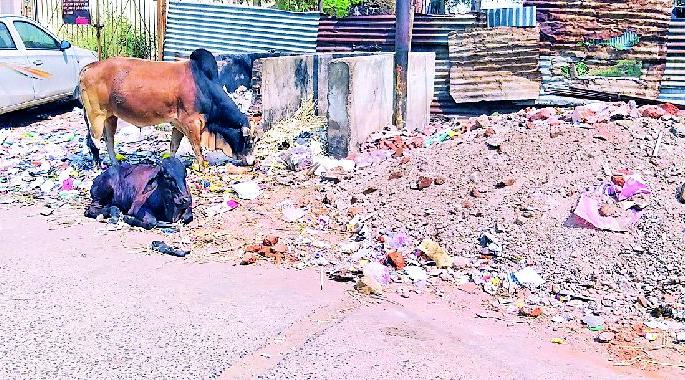 Cleanliness in the city only | शहरात स्वच्छता फक्त सर्वेक्षणापुरतीच