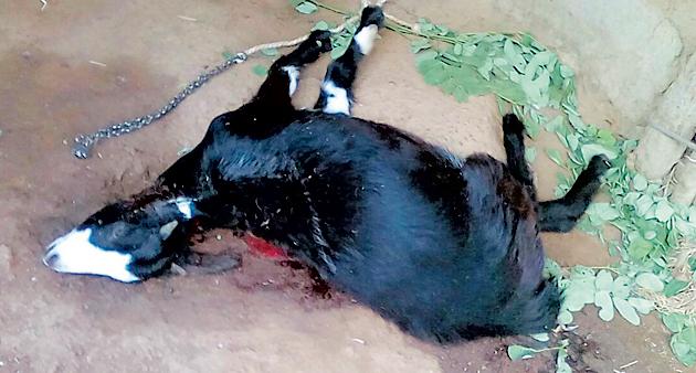 Nimgaon and Shenda / Cooley scramble | निमगाव व शेंडा/कोयलारीत बिबट्याचा धुमाकूळ Nimgaon and Shenda / Cooley scramble | निमगाव व शेंडा/कोयलारीत बिबट्याचा धुमाकूळ