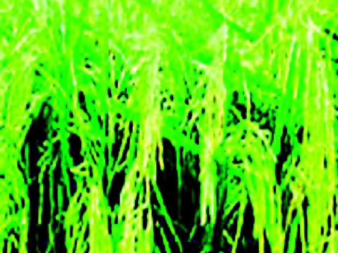 Release the dam water for Rabi cultivation | रबी लागवडीसाठी धरणांचे पाणी सोडा Release the dam water for Rabi cultivation | रबी लागवडीसाठी धरणांचे पाणी सोडा