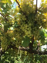 Thieves raid a merchant's 500 grape crates | व्यापाऱ्याच्या ५०० द्राक्ष क्रेटसवर चोरट्यांचा डल्ला Thieves raid a merchant's 500 grape crates | व्यापाऱ्याच्या ५०० द्राक्ष क्रेटसवर चोरट्यांचा डल्ला