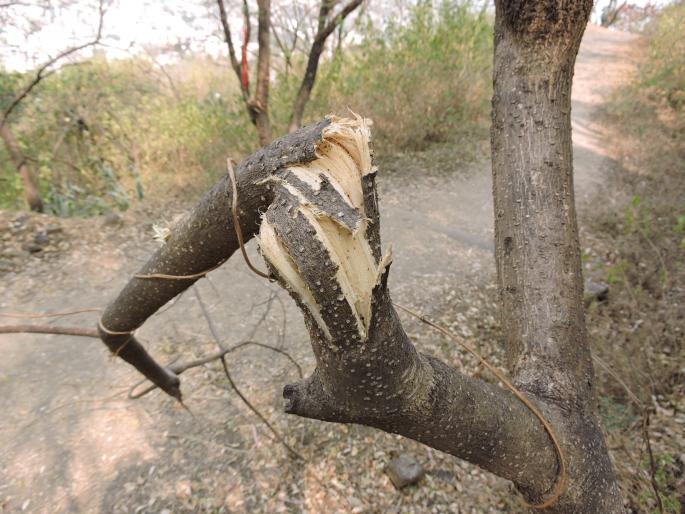 Satara: First of all, then break it, new tree plantation trunk: It is very difficult, collective efforts are needed for tree conservation. | सातारा :  आधी मोडा... मग तोडा, वृक्षतोडीचा नवा फंडा : अजिंक्यतारा होतोय बोडका, वृक्षसंवर्धनासाठी सामूहिक प्रयत्न आवश्यक