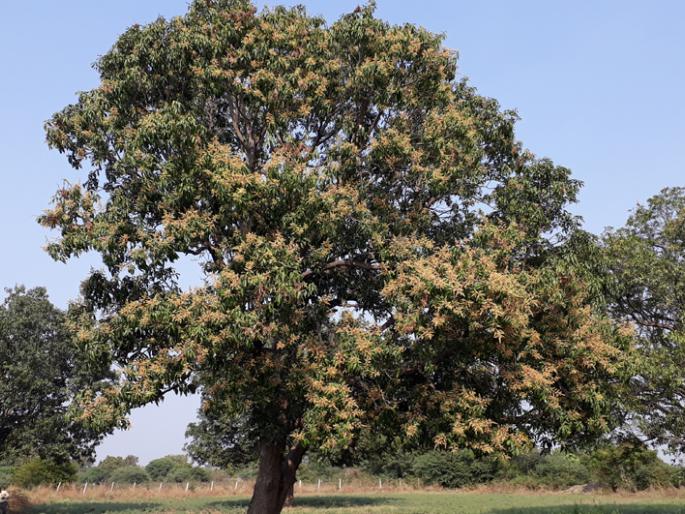 Farmers worried about mango growth | केशर आंबा उत्पादक शेतकरी चिंतेत Farmers worried about mango growth | केशर आंबा उत्पादक शेतकरी चिंतेत