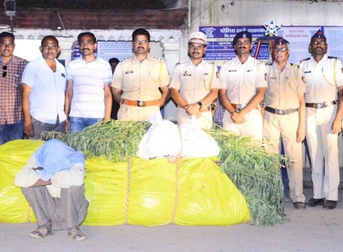 Police raid on Ganja farm in Pasodi Shivar | पासोडी शिवारात गांजाच्या शेतीवर पोलिसांनी टाकली धाड Police raid on Ganja farm in Pasodi Shivar | पासोडी शिवारात गांजाच्या शेतीवर पोलिसांनी टाकली धाड