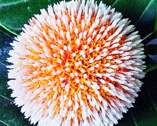 Kadamba was found in a court area in Niphad | निफाड येथील न्यायालय परिसरात बहरला कदंब Kadamba was found in a court area in Niphad | निफाड येथील न्यायालय परिसरात बहरला कदंब