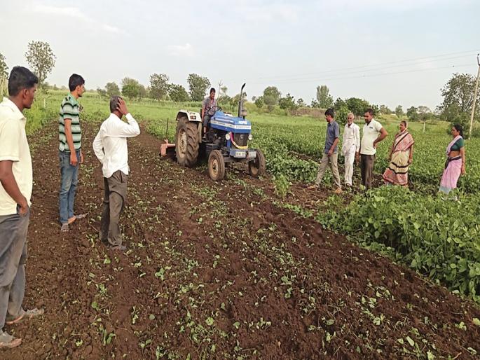 The rotavator on soybean was rotated by a farmer at Kelvad | केलवड येथील शेतक-याने फिरवला सोयाबीनवर रोटाव्हेटर The rotavator on soybean was rotated by a farmer at Kelvad | केलवड येथील शेतक-याने फिरवला सोयाबीनवर रोटाव्हेटर