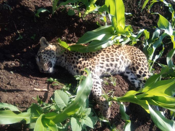 Dying in a puddle | खामखेड्यात बिबट्या मृतावस्थेत Dying in a puddle | खामखेड्यात बिबट्या मृतावस्थेत