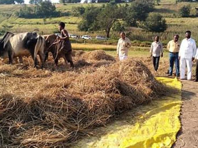 Drainage works in remote areas | दुर्गम भागात पावसाच्या धाकातच मळणीची कामे Drainage works in remote areas | दुर्गम भागात पावसाच्या धाकातच मळणीची कामे