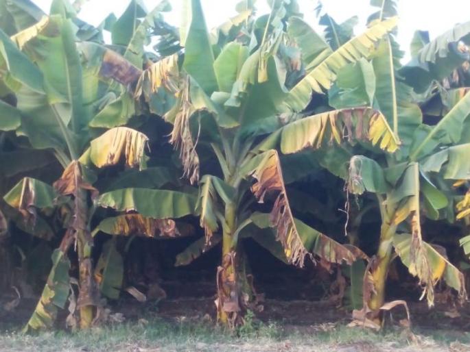 Banana risk due to coronary diseases | करपा रोगामुळे केळी धोक्यात Banana risk due to coronary diseases | करपा रोगामुळे केळी धोक्यात