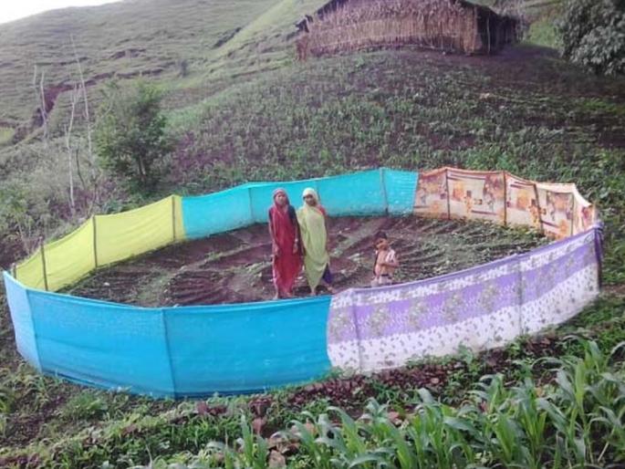 The basis for being 'Gangamma' watermelon in Satpudyat | सातपुडय़ात ‘गंगम्मा’ परसबागा ठरणार आधार