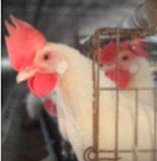 Five lakh hens of Maharashtra endangered due to Gujarat's negligence | गुजरातच्या बेपर्वाईने महाराष्ट्राच्या पाच लाख कोंबड्यांना धोका Five lakh hens of Maharashtra endangered due to Gujarat's negligence | गुजरातच्या बेपर्वाईने महाराष्ट्राच्या पाच लाख कोंबड्यांना धोका