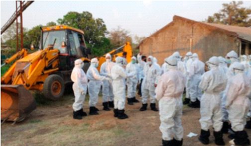 Seven thousand hens were destroyed on the first day in the poultry at Uchhal | उच्छल येथील पोल्ट्रीत पहिल्या दिवशी सात हजार कोंबड्या नष्ट Seven thousand hens were destroyed on the first day in the poultry at Uchhal | उच्छल येथील पोल्ट्रीत पहिल्या दिवशी सात हजार कोंबड्या नष्ट