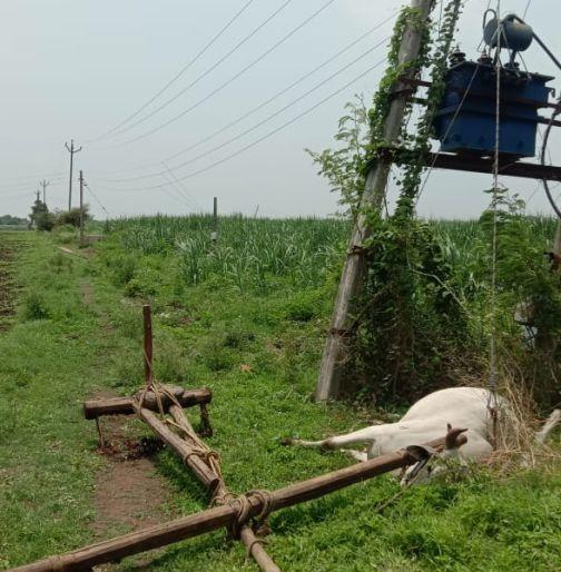 The ox died of an electric shock while cultivating the field | शेतीची मशागत करतानाच बैलाचा विजेच्या धक्क्याने मृत्यू The ox died of an electric shock while cultivating the field | शेतीची मशागत करतानाच बैलाचा विजेच्या धक्क्याने मृत्यू