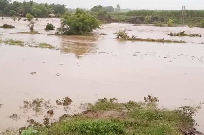 In September, after seven years, the rainfall exceeded the average | सात वर्षांनंतर यंदा सप्टेंबर महिन्यात पावसाने सरासरी ओलांडली In September, after seven years, the rainfall exceeded the average | सात वर्षांनंतर यंदा सप्टेंबर महिन्यात पावसाने सरासरी ओलांडली