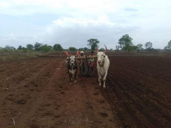 Due to the failure of the rains in Dhule district, the crisis of sowing | धुळे जिल्ह्यात पावसाअभावी दुबार पेरणीचे संकट  Due to the failure of the rains in Dhule district, the crisis of sowing | धुळे जिल्ह्यात पावसाअभावी दुबार पेरणीचे संकट