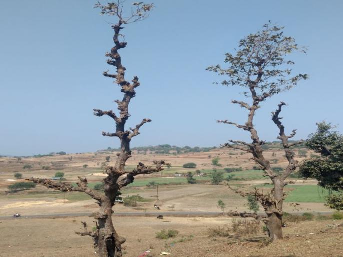 Kandishas start in Peth area | पेठ परिसरात खांडणीस प्रारंभ Kandishas start in Peth area | पेठ परिसरात खांडणीस प्रारंभ