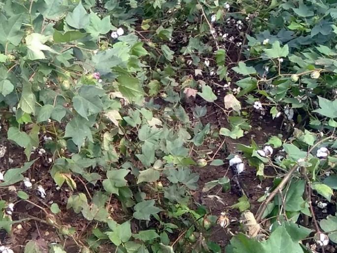 Parbhani: 3 thousand hectares of kharif crops are affected | परभणी : ८० हजार हेक्टरवरील खरिपाची पिके बाधित Parbhani: 3 thousand hectares of kharif crops are affected | परभणी : ८० हजार हेक्टरवरील खरिपाची पिके बाधित