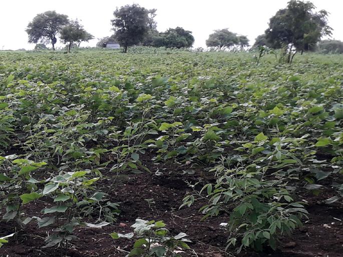 Parbhani: Rainfall is expected for the crops grown in the taluka | परभणी : तालुक्यात बहरलेल्या पिकांना पावसाची आस Parbhani: Rainfall is expected for the crops grown in the taluka | परभणी : तालुक्यात बहरलेल्या पिकांना पावसाची आस
