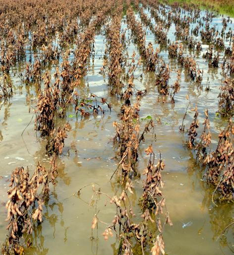 Parbhani district's money is within 5 paise | परभणी जिल्ह्याची पैसेवारी ५० पैशांच्या आत Parbhani district's money is within 5 paise | परभणी जिल्ह्याची पैसेवारी ५० पैशांच्या आत