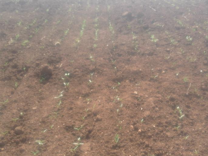 Farmers worry because of rain fed by rain | पावसाने ओढ दिल्याने शेतकरी चिंतातूर Farmers worry because of rain fed by rain | पावसाने ओढ दिल्याने शेतकरी चिंतातूर