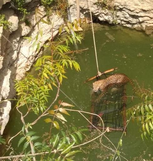Read the life of the leopard lying in the well | विहिरीत पडलेल्या बिबट्याचे प्राण वाचले