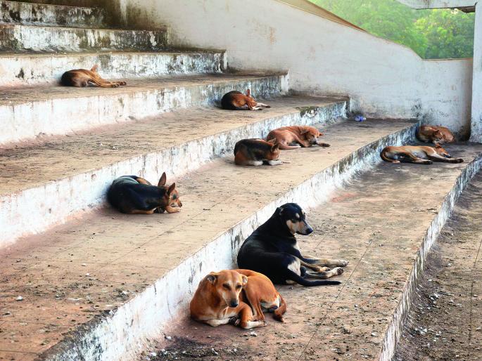 In Ratnagiri district, 1728 people were killed in swine flu, | रत्नागिरी जिल्ह्यात १७२८ जणांना श्वानदंश, भटक्याची दहशत वाढली