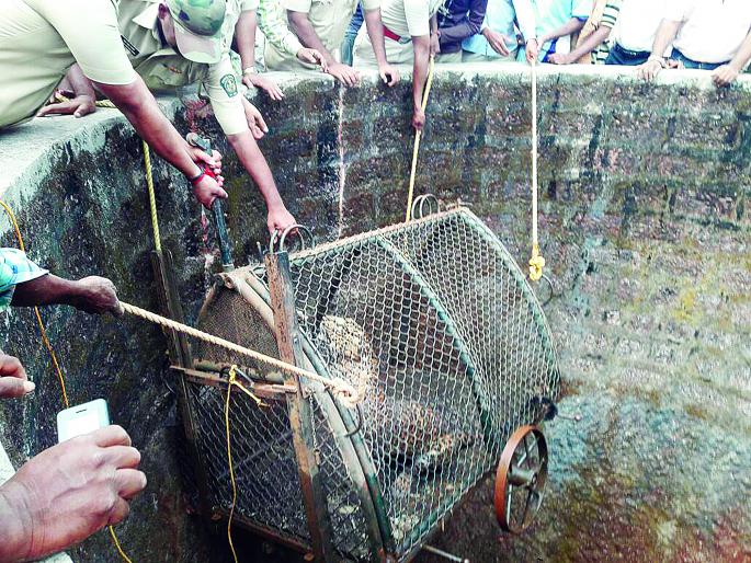 Ratnagiri: In a natural habitat, left behind a leopard lying in a well in Sangameshwar taluka. | रत्नागिरी : संगमेश्वर तालुक्यात विहिरीत पडलेल्या बिबट्याला जीवदान, सोडले नैसर्गिक अधिवासात Ratnagiri: In a natural habitat, left behind a leopard lying in a well in Sangameshwar taluka. | रत्नागिरी : संगमेश्वर तालुक्यात विहिरीत पडलेल्या बिबट्याला जीवदान, सोडले नैसर्गिक अधिवासात