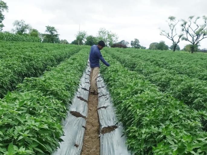 Banks struck, pepper saved | बँकांनी मारले, मिरचीने तारले Banks struck, pepper saved | बँकांनी मारले, मिरचीने तारले