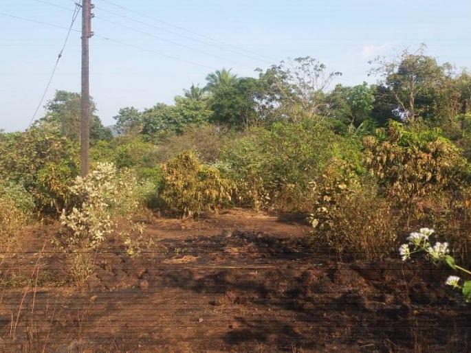 Fire in mangoes, cashew nuts in Vangurli, loss of about one lakh rupees | वेंगुर्ल्यात आंबा, काजू कलमांना आग, सुमारे एक लाख रुपयांचे नुकसान Fire in mangoes, cashew nuts in Vangurli, loss of about one lakh rupees | वेंगुर्ल्यात आंबा, काजू कलमांना आग, सुमारे एक लाख रुपयांचे नुकसान