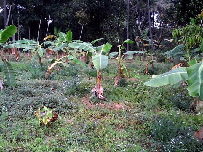 Sindhudurg: Hatha in Ghotgewadi, Randukar Dhumal, Farmer Haran | सिंधुदुर्ग : घोटगेवाडीत गवे, रानडुकरांचा धुमाकूळ, शेतकरी हैराण Sindhudurg: Hatha in Ghotgewadi, Randukar Dhumal, Farmer Haran | सिंधुदुर्ग : घोटगेवाडीत गवे, रानडुकरांचा धुमाकूळ, शेतकरी हैराण