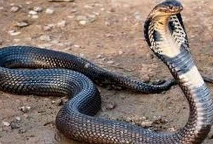 In Dhule, the students who snake in the classroom and abducted the girl were removed from school | धुळ्यात वर्गात साप सोडणाऱ्या व मुलीची छेड काढणाºया विद्यार्थ्यांना शाळेतून काढले In Dhule, the students who snake in the classroom and abducted the girl were removed from school | धुळ्यात वर्गात साप सोडणाऱ्या व मुलीची छेड काढणाºया विद्यार्थ्यांना शाळेतून काढले