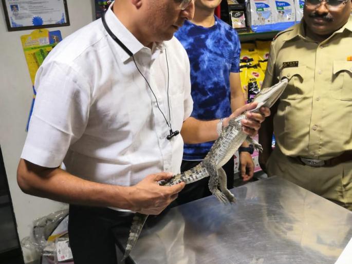 Three arrested for smuggling a rare wildlife crocodile from Borivali | दुर्मिळ वन्यजीव मगरीची तस्करी करणाऱ्या तिघांना बोरीवलीतून अटक  Three arrested for smuggling a rare wildlife crocodile from Borivali | दुर्मिळ वन्यजीव मगरीची तस्करी करणाऱ्या तिघांना बोरीवलीतून अटक