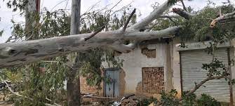 Mango flattened by storm in Peth taluka | पेठ तालुक्यात वादळाने आंबा भुईसपाट Mango flattened by storm in Peth taluka | पेठ तालुक्यात वादळाने आंबा भुईसपाट