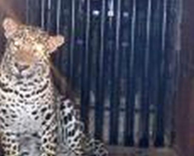 ... finally the leopard came in the bowl in the cage! | ...अखेर वाडगावात बिबट्या आला पिंजऱ्यात ! ... finally the leopard came in the bowl in the cage! | ...अखेर वाडगावात बिबट्या आला पिंजऱ्यात !