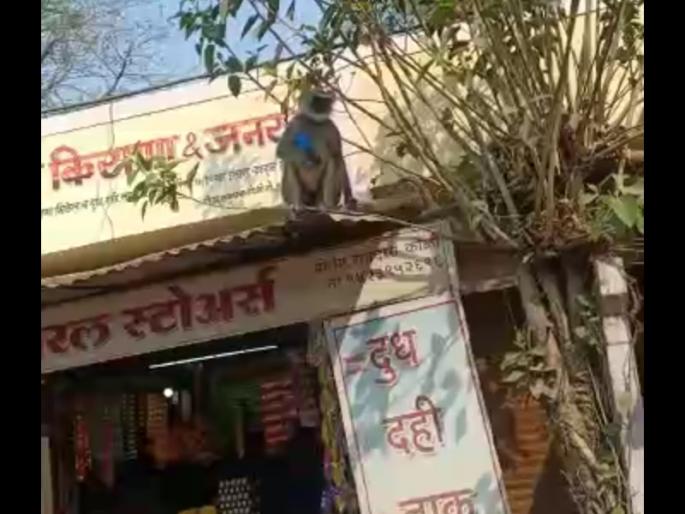 Monkey elongates smartphone ... | माकडाने लांबवला स्मार्टफोन... Monkey elongates smartphone ... | माकडाने लांबवला स्मार्टफोन...