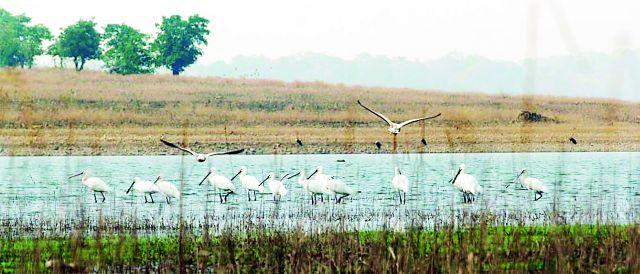 Gajabjali reservoirs by the arrival of foreign birds | विदेशी पक्ष्यांच्या आगमनाने गजबजली जलाशये Gajabjali reservoirs by the arrival of foreign birds | विदेशी पक्ष्यांच्या आगमनाने गजबजली जलाशये