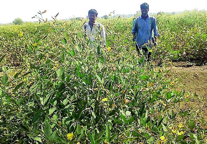 Prolapse of larvae on tur, chana | तूर, चण्यावर अळीचा प्रादुर्भाव