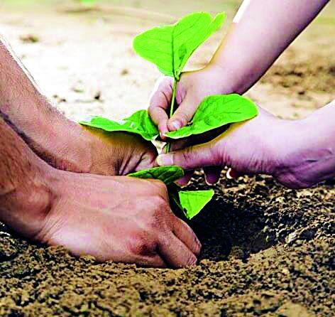 Trees that can be planted on farmland | शेतबांध-शेतजमिनीवर लावता येणार वृक्ष