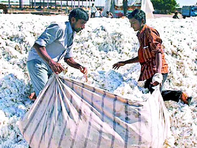 White gold price fluctuations; Baliaraja Concern | पांढऱ्या सोन्याच्या दरात चढउतार; बळीराजा चिंतेत White gold price fluctuations; Baliaraja Concern | पांढऱ्या सोन्याच्या दरात चढउतार; बळीराजा चिंतेत