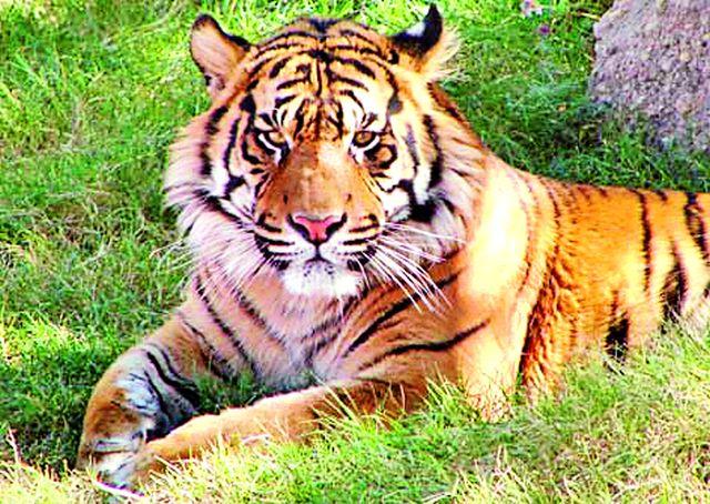 Wagah's Haidos launches; The cow is injured | वाघाचा हैदोस सुरूच; गाय जखमी Wagah's Haidos launches; The cow is injured | वाघाचा हैदोस सुरूच; गाय जखमी